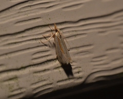 Crambus girardellus