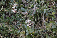Crassula sarmentosa