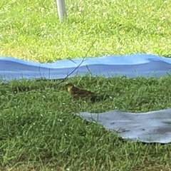 Emberiza citrinella