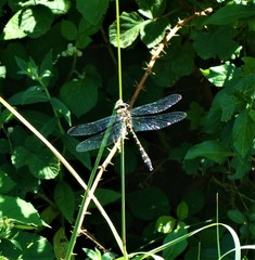 Cordulegaster bidentata
