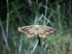 Idaea rufaria