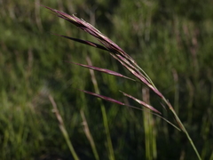 Bromus erectus