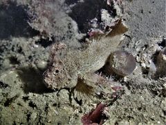 Paraploactis kagoshimensis