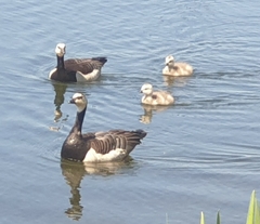 Branta leucopsis