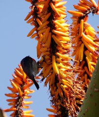 Cinnyris chalybeus subalaris