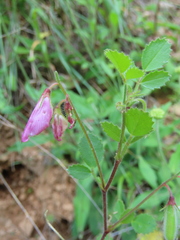 Ononis rotundifolia
