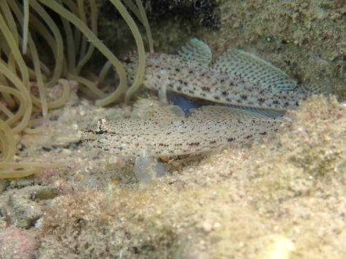 Incognito Goby, photo 9 of 9