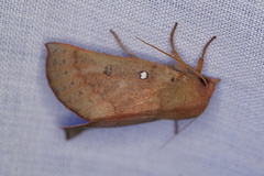 Hypsidia niphosema
