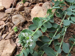Telephium imperati