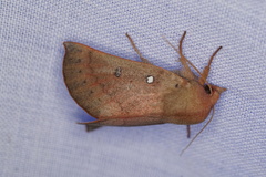 Hypsidia niphosema