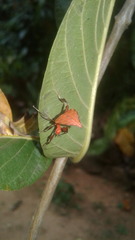 Pulchriphyllium bioculatum