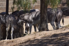 Equus africanus somaliensis