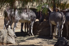 Equus africanus somaliensis