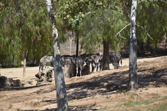 Equus africanus somaliensis