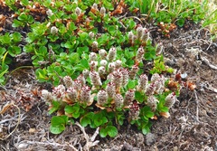 Salix tschuktschorum