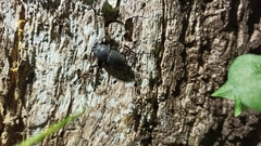 Dorcus parallelipipedus