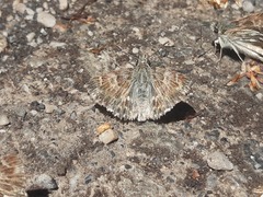 Muschampia baeticus