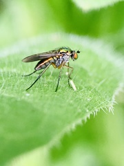 Poecilobothrus nobilitatus