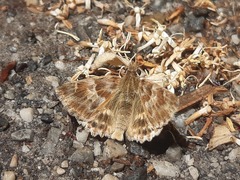 Muschampia baeticus