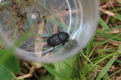 Colobopterus erraticus