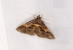 Bertula retracta
