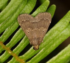 Hydrillodes nilgirialis