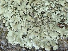 Xanthoparmelia stenophylla