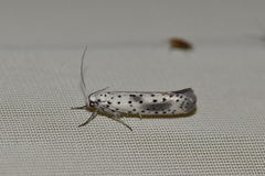 Yponomeuta irrorellus