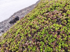 Salix tschuktschorum