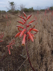 Aloe parvibracteata