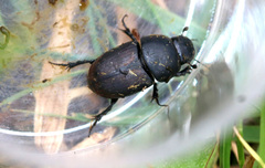 Colobopterus erraticus