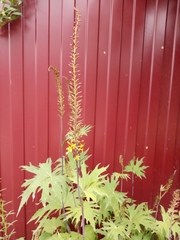 Ligularia przewalskii