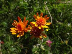 Tephroseris integrifolia capitata