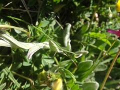 Tephroseris integrifolia capitata