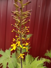 Ligularia przewalskii