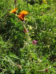 Tephroseris integrifolia capitata