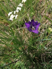 Gentiana pyrenaica