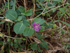 Corbichonia decumbens