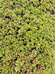 Salix tschuktschorum