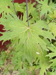 Ligularia przewalskii