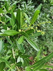 Searsia gueinzii