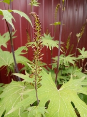 Ligularia przewalskii