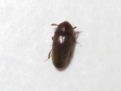 Trixagus dermestoides