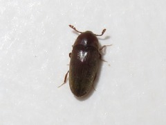 Trixagus dermestoides