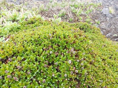 Salix tschuktschorum