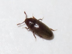 Trixagus dermestoides