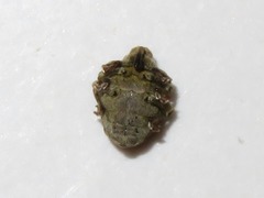 Parethelcus pollinarius