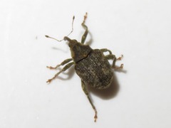 Parethelcus pollinarius