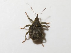 Parethelcus pollinarius