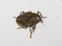 Parethelcus pollinarius